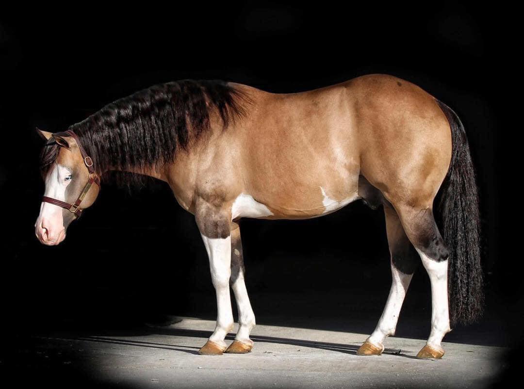 Gunner Dun It Again and Joao Felipe Lacerda - Buckskin Reining Stallion